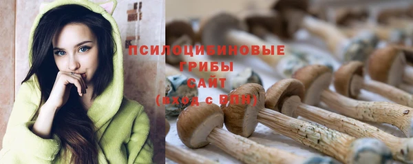 прущие грибы Медвежьегорск